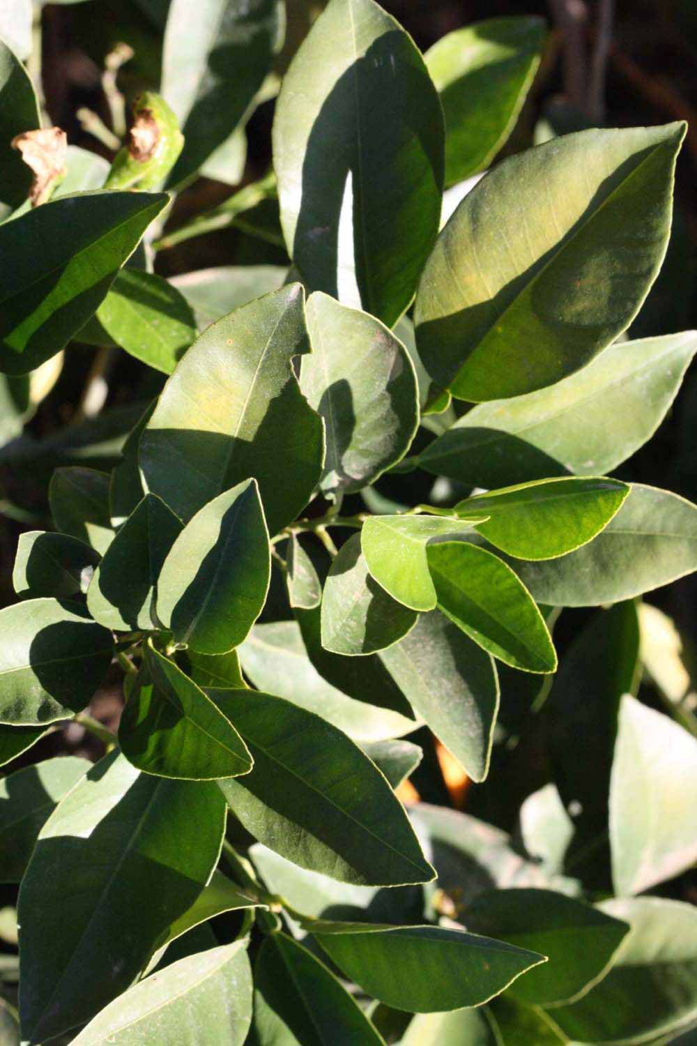              Sun leaves (Riverside, CA)       